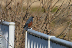 枯れ野を眺めて