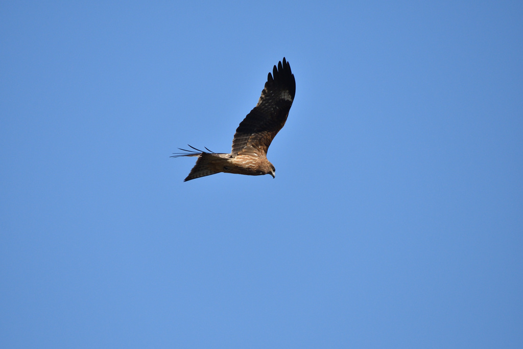 鳶の空-2