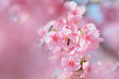 桜と虫