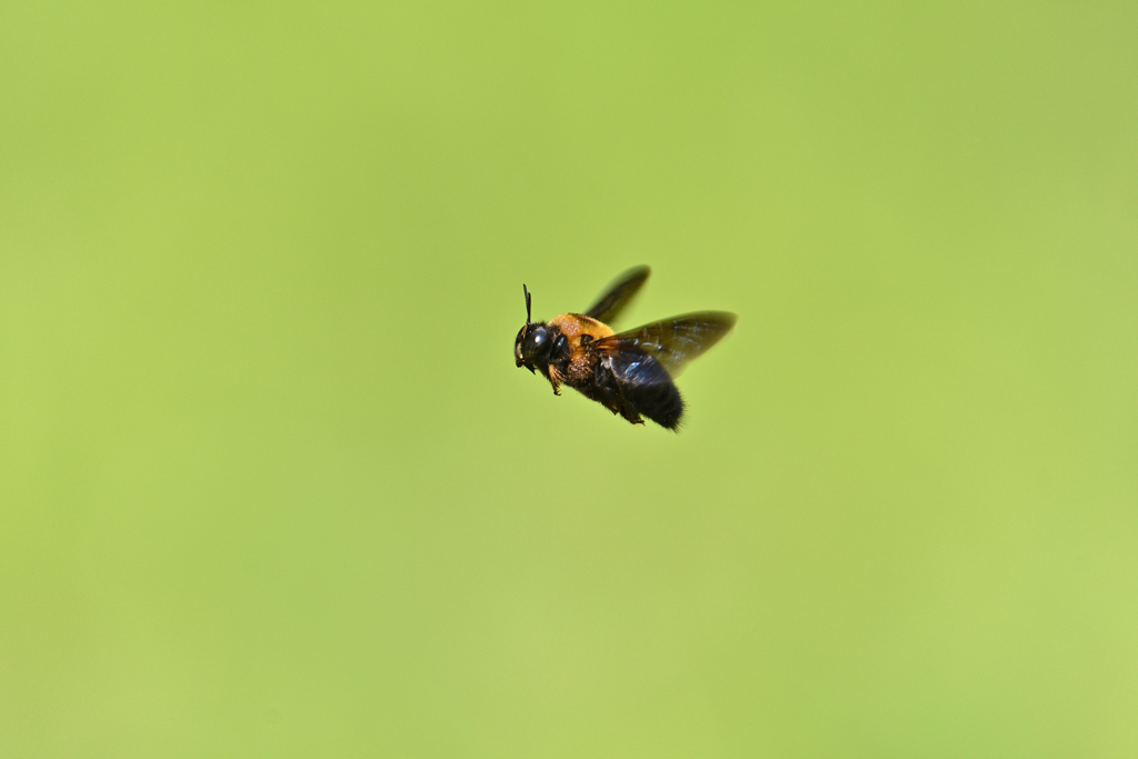 Flight of the Carpenter bee