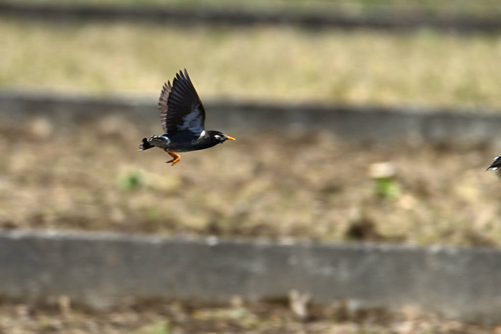 椋鳥飛翔-3