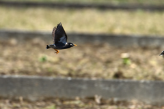 椋鳥飛翔-3