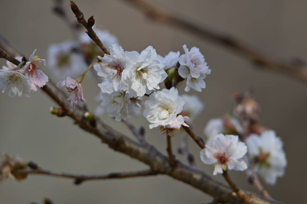 冬の桜