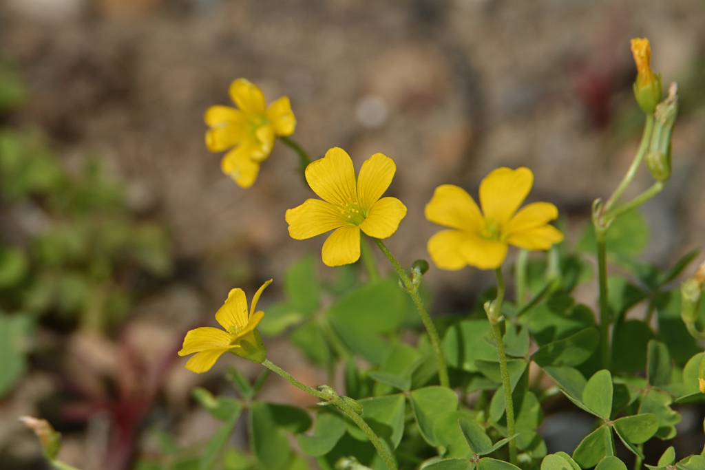 小さな花-1