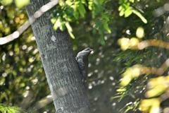 緑啄木鳥の雌