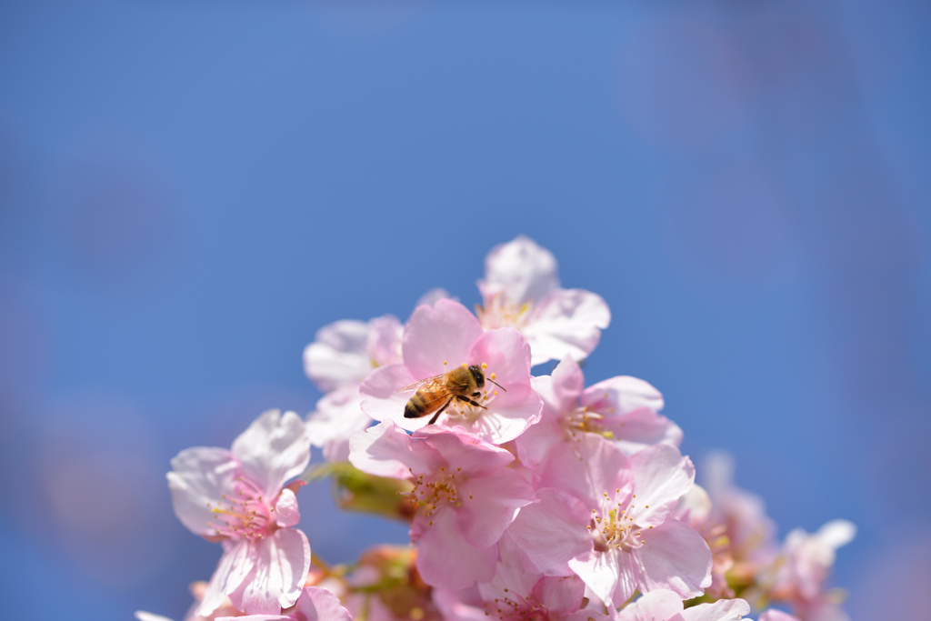 濃い桜蜜