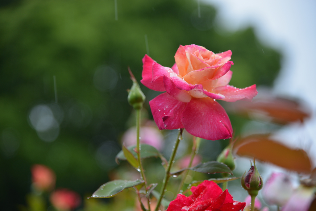 梅雨の恵み
