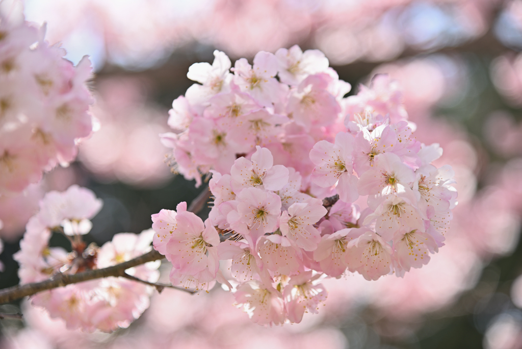 桜泡