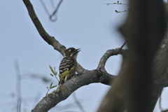 小啄木鳥の散歩