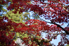 2014年の紅葉