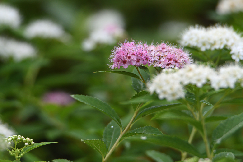 まだ咲く夏の花-1