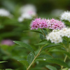 まだ咲く夏の花-1