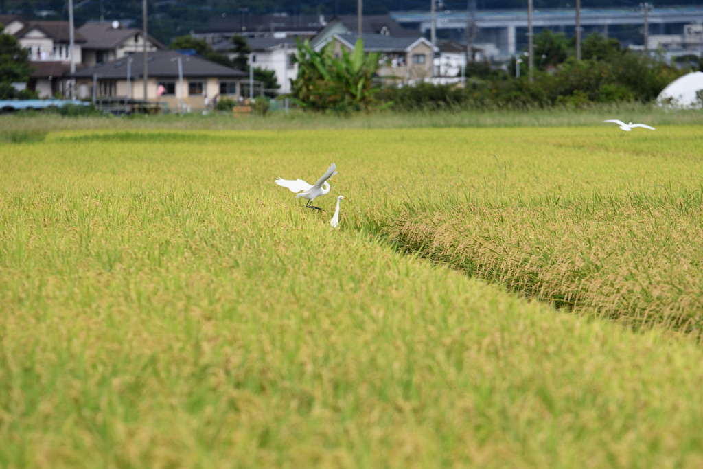 秋膨らむ