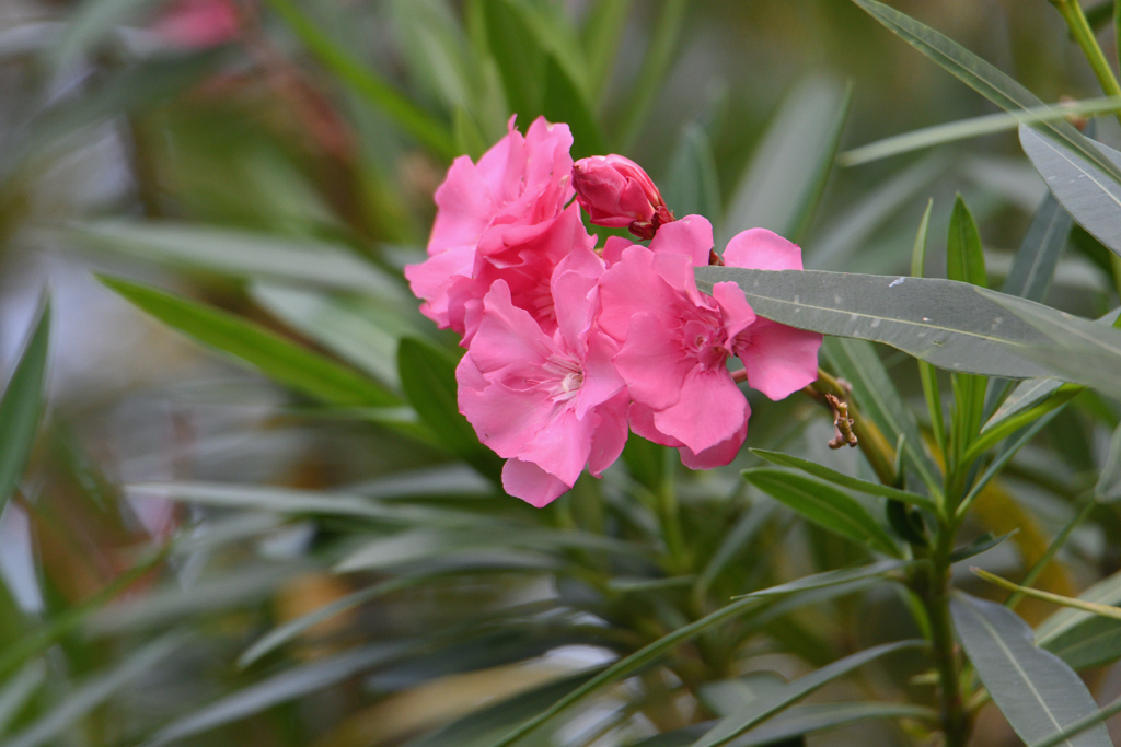 夾竹桃の花