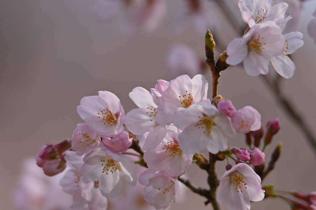 桜花