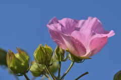 空と花