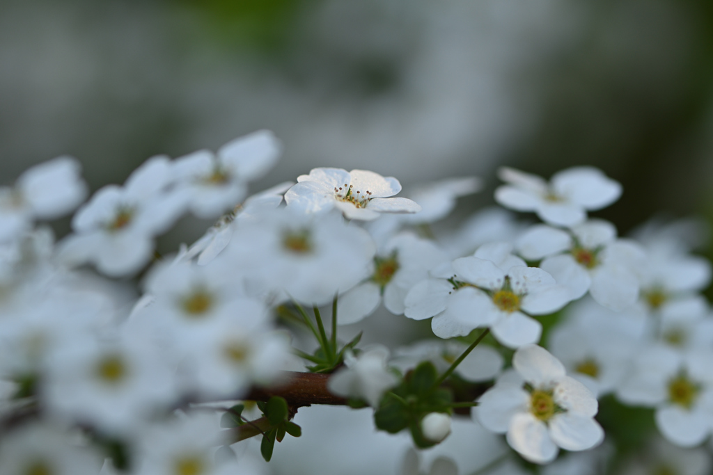 雪柳