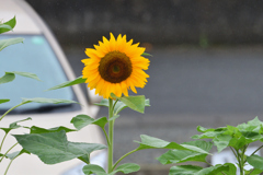 雨降りの太陽