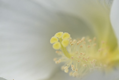 芙蓉
