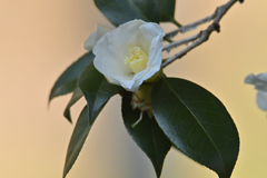 白い寒椿