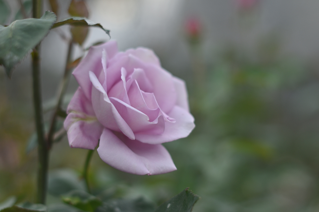 綺麗な花をみつけたよ