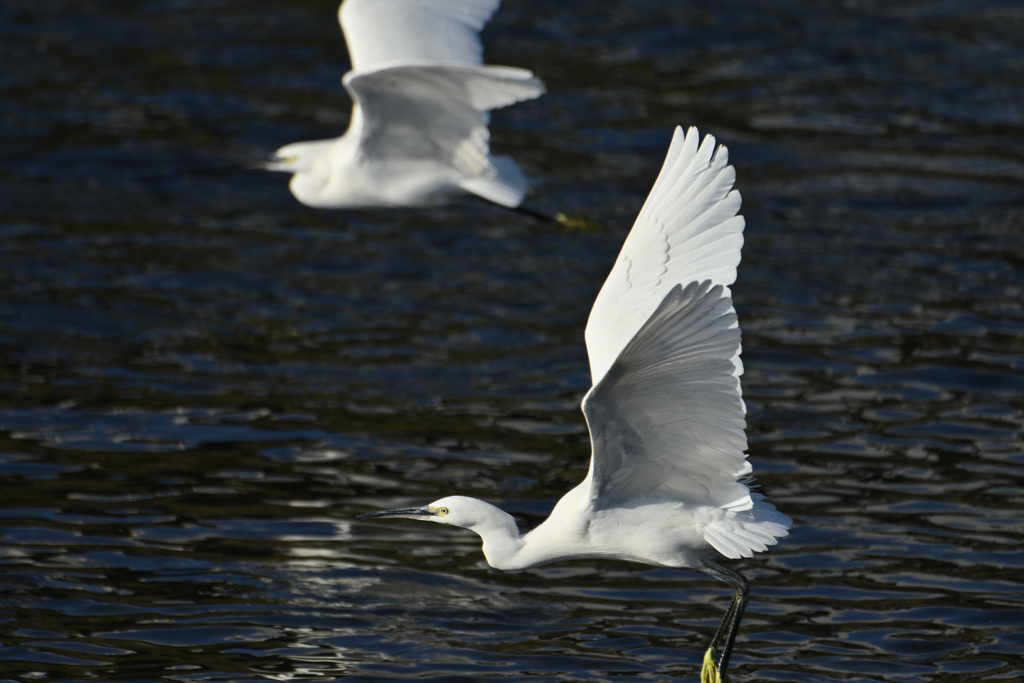 小鷺のシンクロ飛翔-2