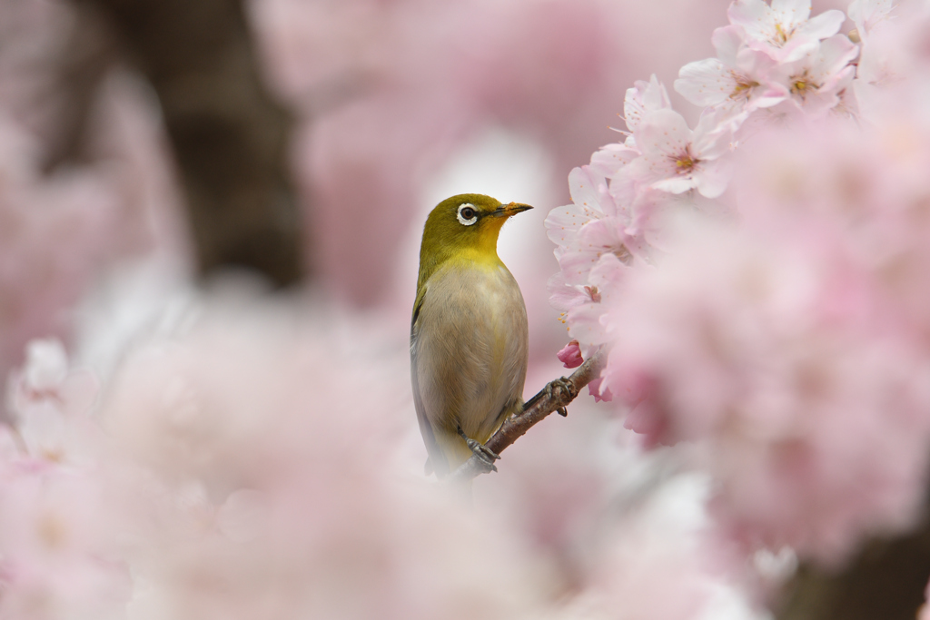 サクジロー_花に囲まれて