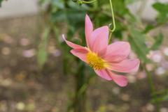 花の頑張り