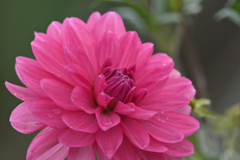 ダリアが泣いています