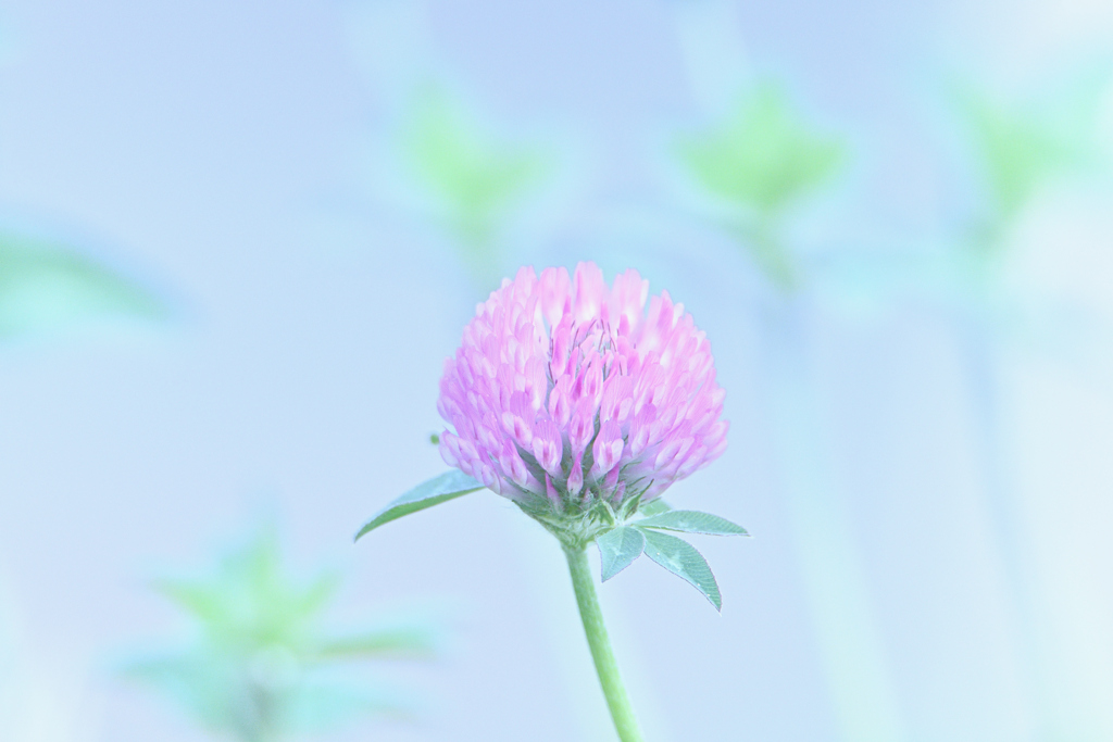 詰草-2