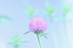 詰草-2