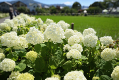 紫陽花の煌き-2