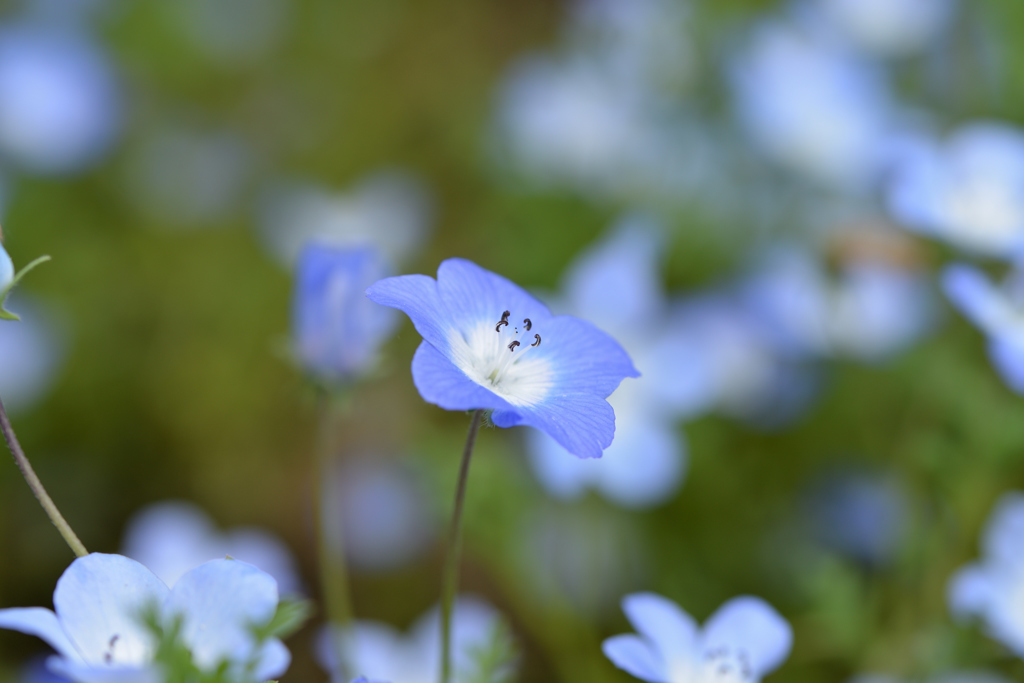 青い花は可憐