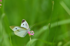 紋白蝶が花に