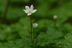 静かな森