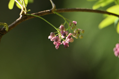 花が咲いてる