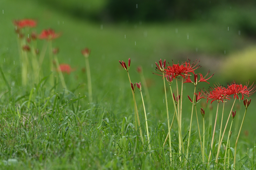 雨の彼岸花