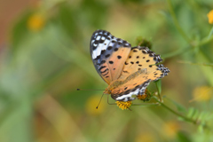 褄黒豹紋 褄黒豹紋