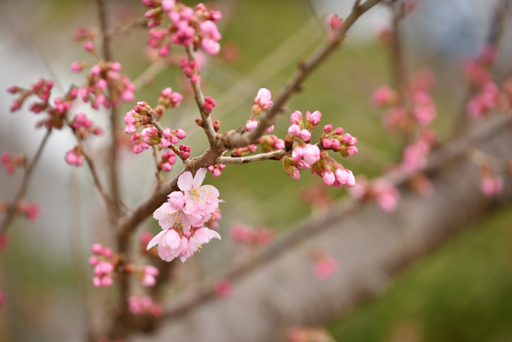 桜も変わり