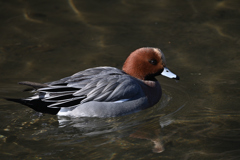 緋鳥鴨