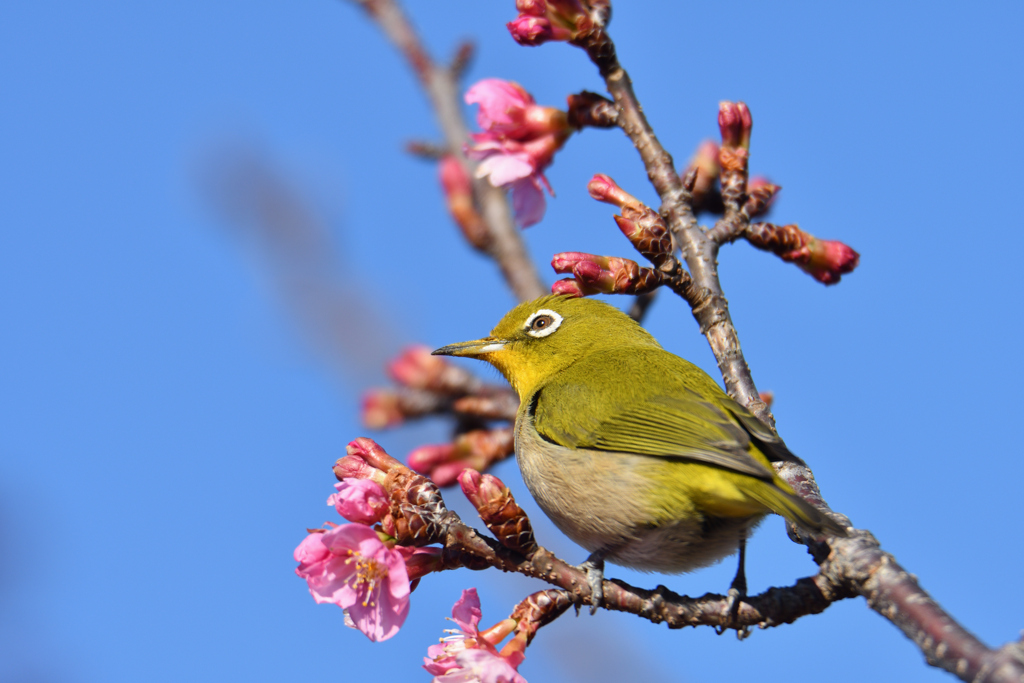 河津桜と目白