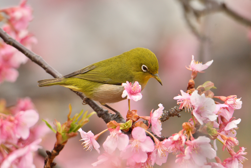 華あるメジロ