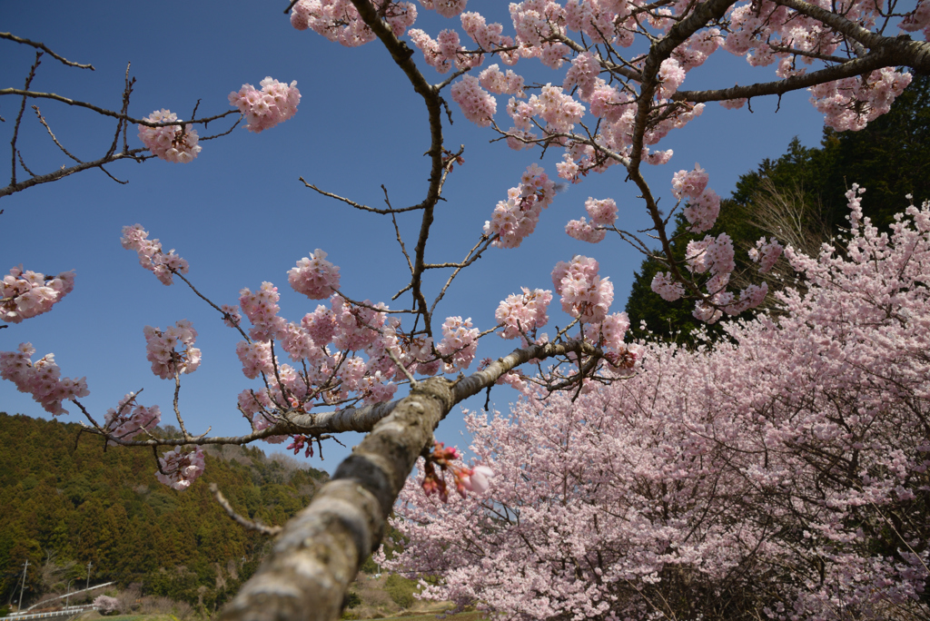 里山で