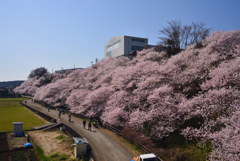 春めき桜