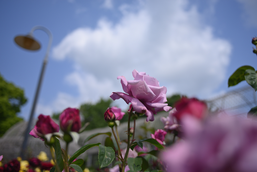 薔薇の香る空