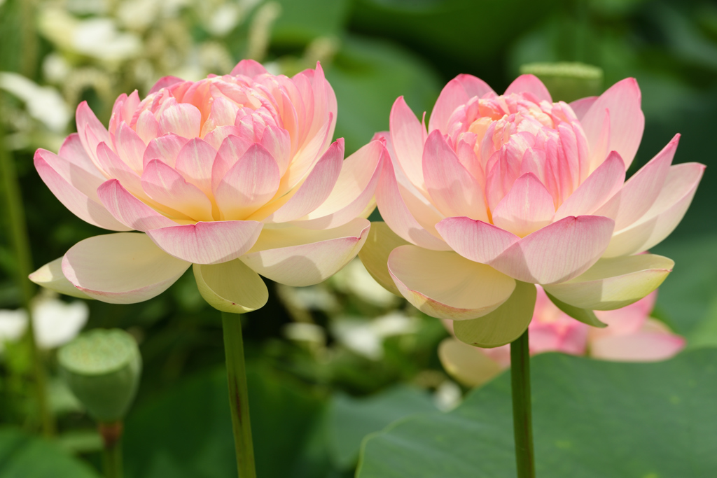 Twin lotus