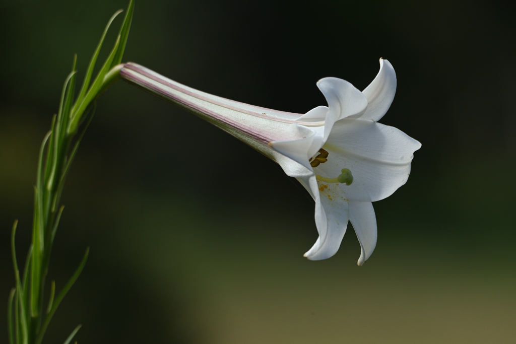 小蟻の花道