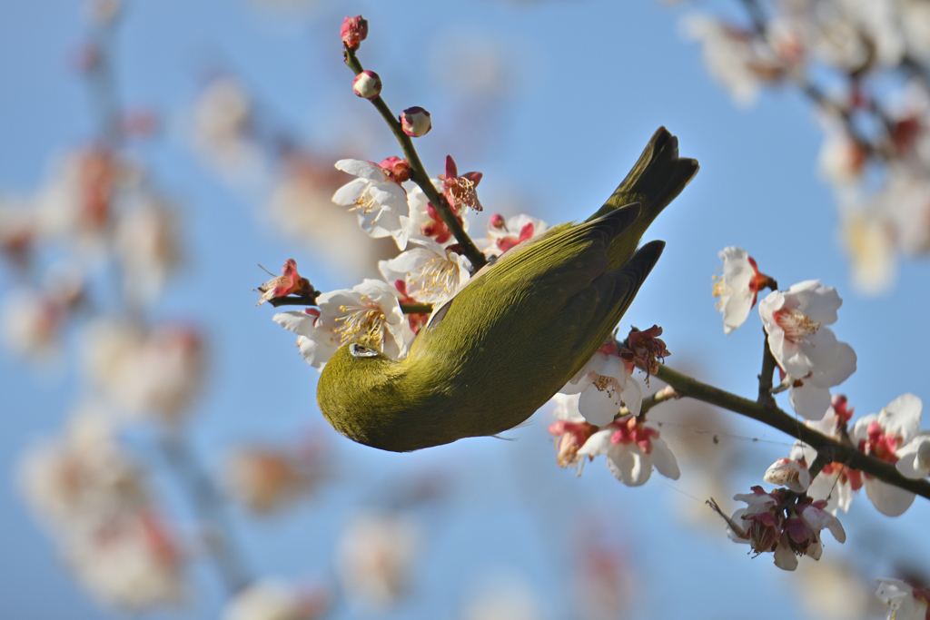 蜜は甘いか