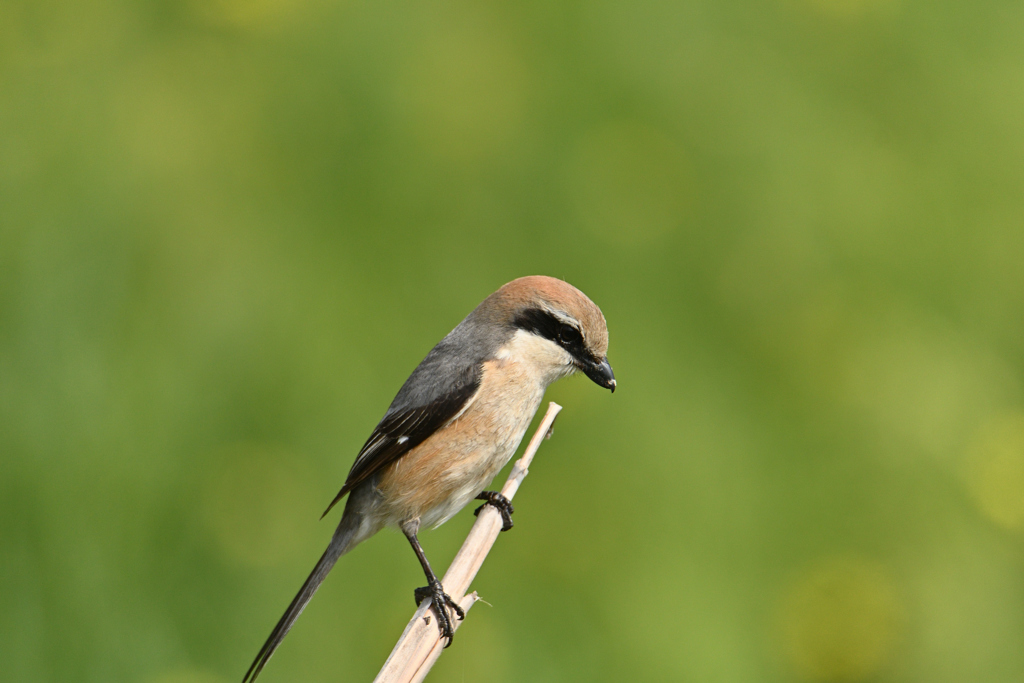 百舌鳥君と散歩