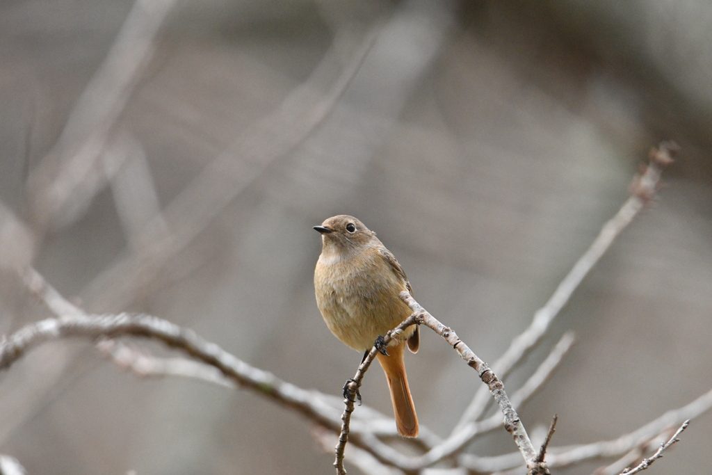 あなたがセンターです